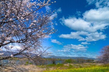 Fototapeta premium 桜と菜の花風景