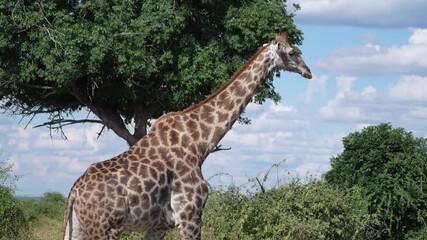 Chobe National Park, Botswana - April 11, 2025: Reticulated Giraffe in Chobe National Park, Botswana
