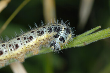 Großer Kohlweißling; Pieris brassicae L.