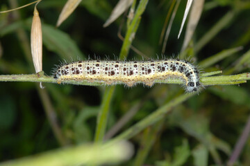 Großer Kohlweißling; Pieris brassicae L.