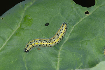 Großer Kohlweißling; Pieris brassicae L.