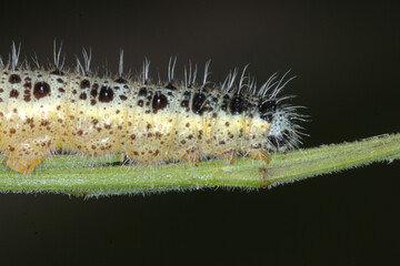Großer Kohlweißling; Pieris brassicae L.