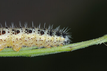Großer Kohlweißling; Pieris brassicae L.
