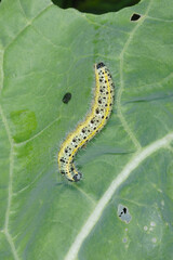 Großer Kohlweißling; Pieris brassicae L.