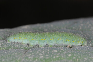 Kleiner Kohlweißling,  Pieris rapae L.