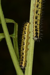 Großer Kohlweißling; Pieris brassicae L.