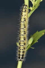 Großer Kohlweißling; Pieris brassicae L.