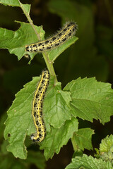 Großer Kohlweißling; Pieris brassicae L.