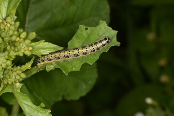 Großer Kohlweißling; Pieris brassicae L.