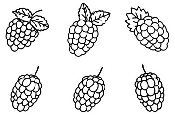 mulberry line art hand drawn elegant fruit design