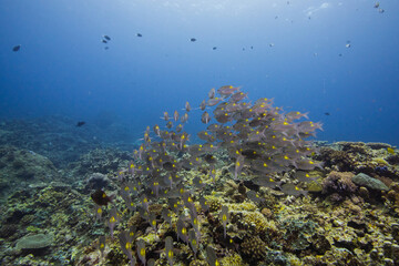 APO REEF, Philippines