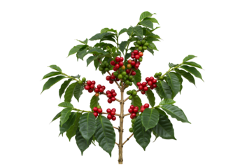 Coffee Cherries on Branch isolated on transparent background



