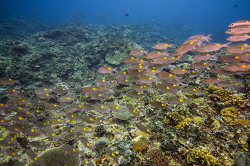 APO REEF, Philippines