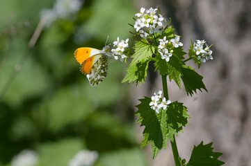 Aurorafalter, Anthocharis cardamines