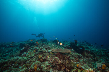 APO REEF, Philippines