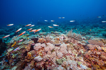 APO REEF, Philippines