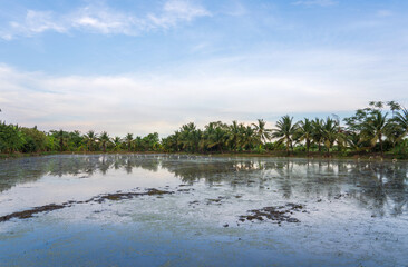 Naklejka premium Flooding of fields after ploughing to prepare for rice farming. Landscape rice field swamp with line of coconut trees and flocks of various birds come down to look for food. evening sky background.