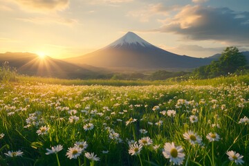 Scenic view of mount fuji with a field of daisies at sunset and a cloudy sky in the background