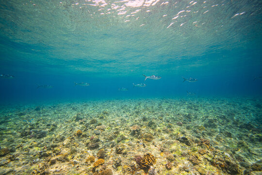 APO REEF, Philippines