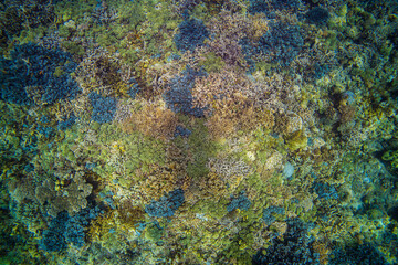 APO REEF, Philippines