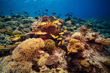 APO REEF, Philippines