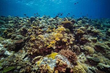 APO REEF, Philippines