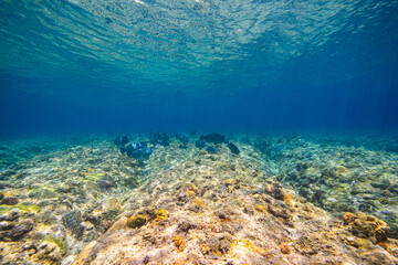 APO REEF, Philippines