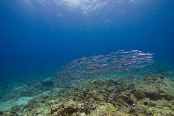 APO REEF, Philippines
