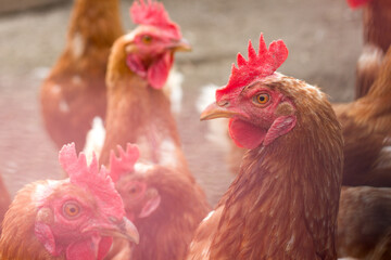 A close-up captures several reddish-brown hens with vibrant red combs and wattles, their attentive gazes directed to the right, suggesting a curious or expectant flock.