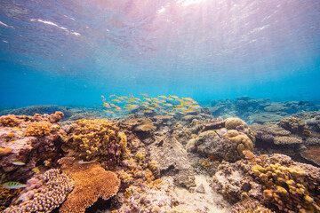 APO REEF, Philippines