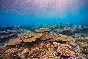 APO REEF, Philippines