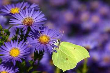 Zitronenfalter,  Gonepteryx rhamni