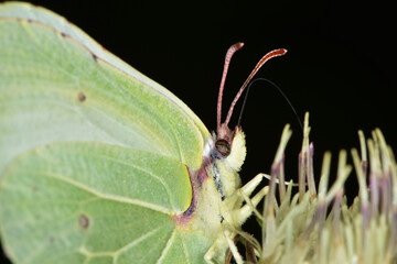 Zitronenfalter,  Gonepteryx rhamni