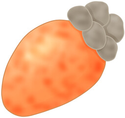 미더덕 (sea squirt / tunicate)