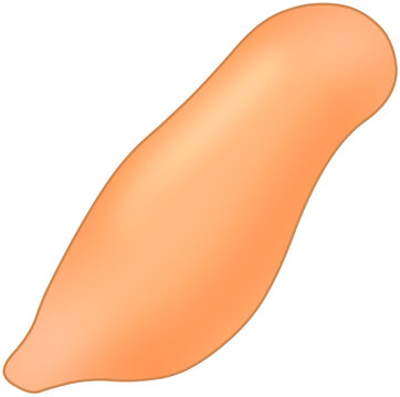 개불 (spoon worm / fat innkeeper worm)