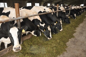 Dairy cows feeding in barn: black and white livestock herd feeding indoors on grass © Aleksandra