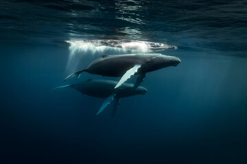 Naklejka premium A stunning underwater photograph of two humpback whales swimming just below the ocean's surface. One whale is partially breaking through the surface, creating a misty splash