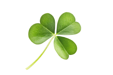 A vibrant green shamrock, a symbol of luck and good fortune, perfectly isolated against a clean white background.