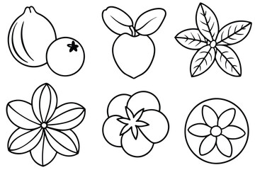 natal plum line art simple botanical nature sketch artwork