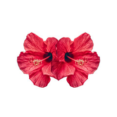 Isolated Red Hibiscus Flower on Transparent Background
Hibiscus, jaba flower Red Hibiscus Flower PNG, Isolated Bloom on Transparent Background, Tropical Floral