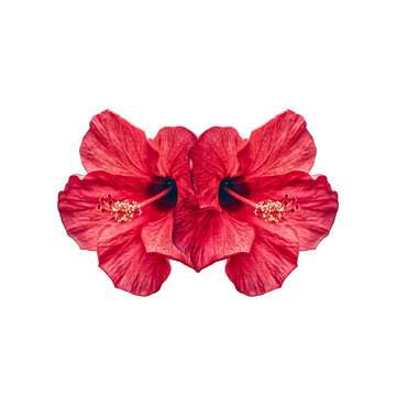 Isolated Red Hibiscus Flower on Transparent Background
Hibiscus, jaba flower Red Hibiscus Flower PNG, Isolated Bloom on Transparent Background, Tropical Floral