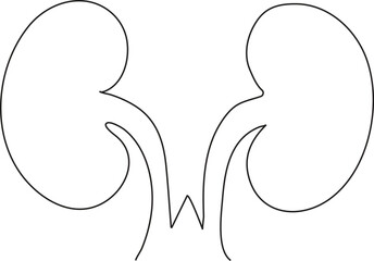 Human kidneys single line art Human organ continues line art vector illustration. vector
