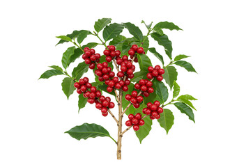 Coffee Cherries on Branch isolated on transparent background


