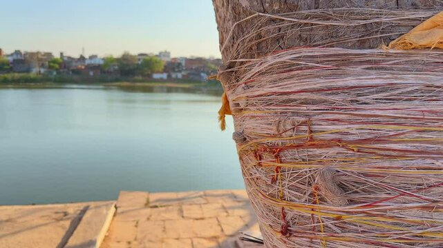 Hindus tie threads often red or yellow, around trees, especially banyan, peepal, and neem trees, as a symbolic act of devotion, seeking blessings