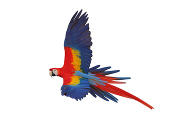 Colorful flying Scarlet Macaw parrot isolated on transparent background png file