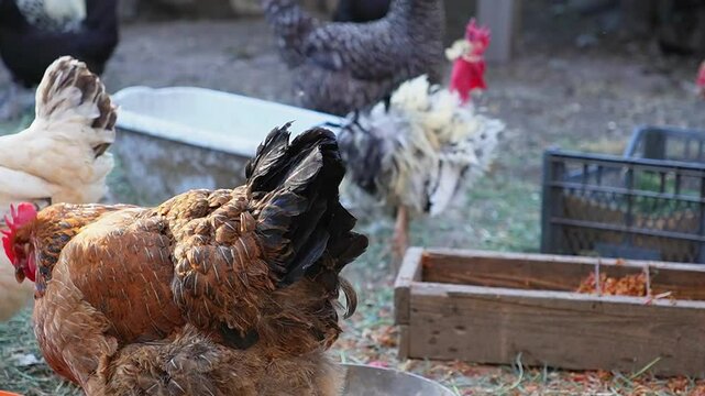 Rooster and Hen on the Farm