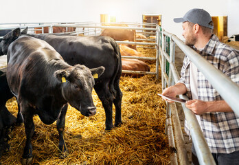 Black cows in cowshed and male farmer with digital tablet. Livestock health monitoring.