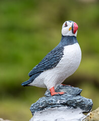 Pufffin birds in Faroe islands