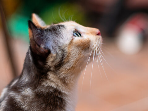 Close-up portrait of a calico cat with green eyes.