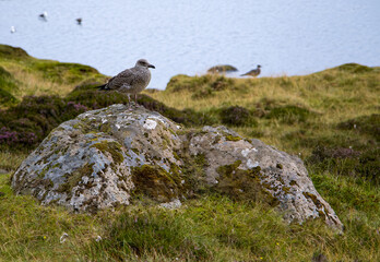 Flying eagle in Toftavatn park, faroe islands